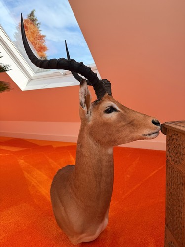 Impala antilopenkopf - impala-antilopenkopf, –
